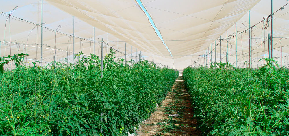 Mallas anti insectos sobre cultivo de tomates
