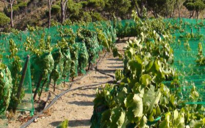 Mallas agrícolas anti-pájaros para la protección de la vid