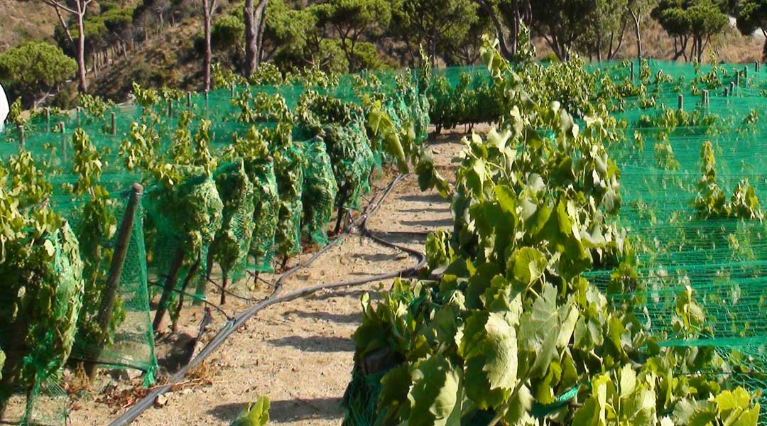 Mallas antipajaro en cultivo de vid