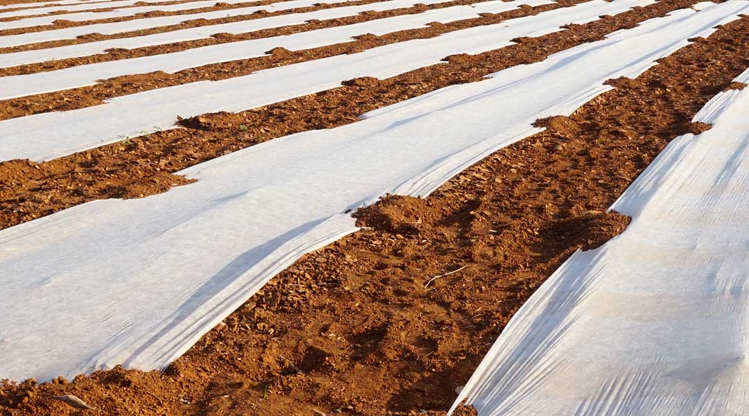 Mantas térmicas extendidas sobre el campo